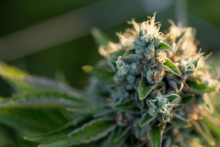 New Mexico Prepares to Overhaul Medical Marijuana Market